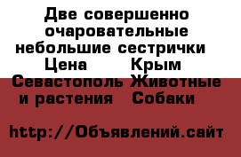 Две совершенно очаровательные небольшие сестрички › Цена ­ 1 - Крым, Севастополь Животные и растения » Собаки   